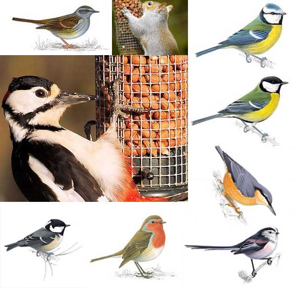 birdaction
