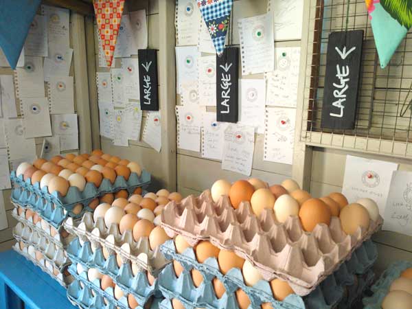 eggs