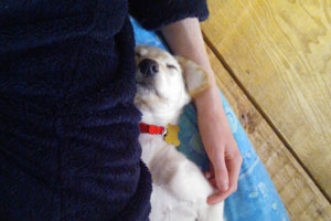 OneHappyDog