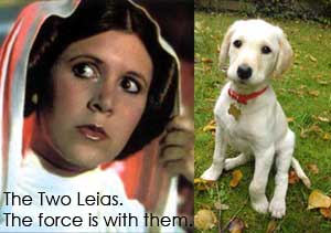 PrincessLeiaOfTrowse
