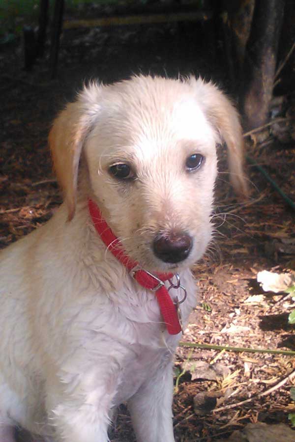 doginthepond