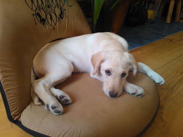leia-chilled