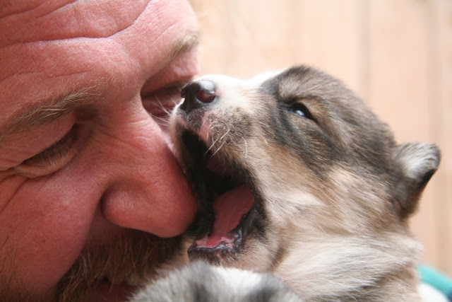 husky