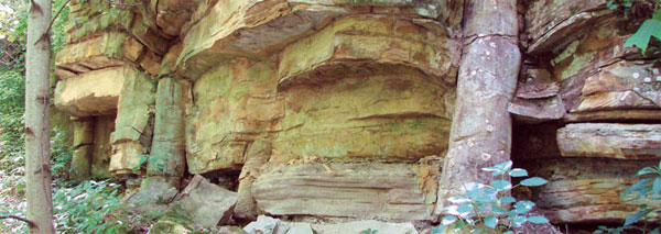 A polystrate fossil - a fossilised tree through multiple rock strata.