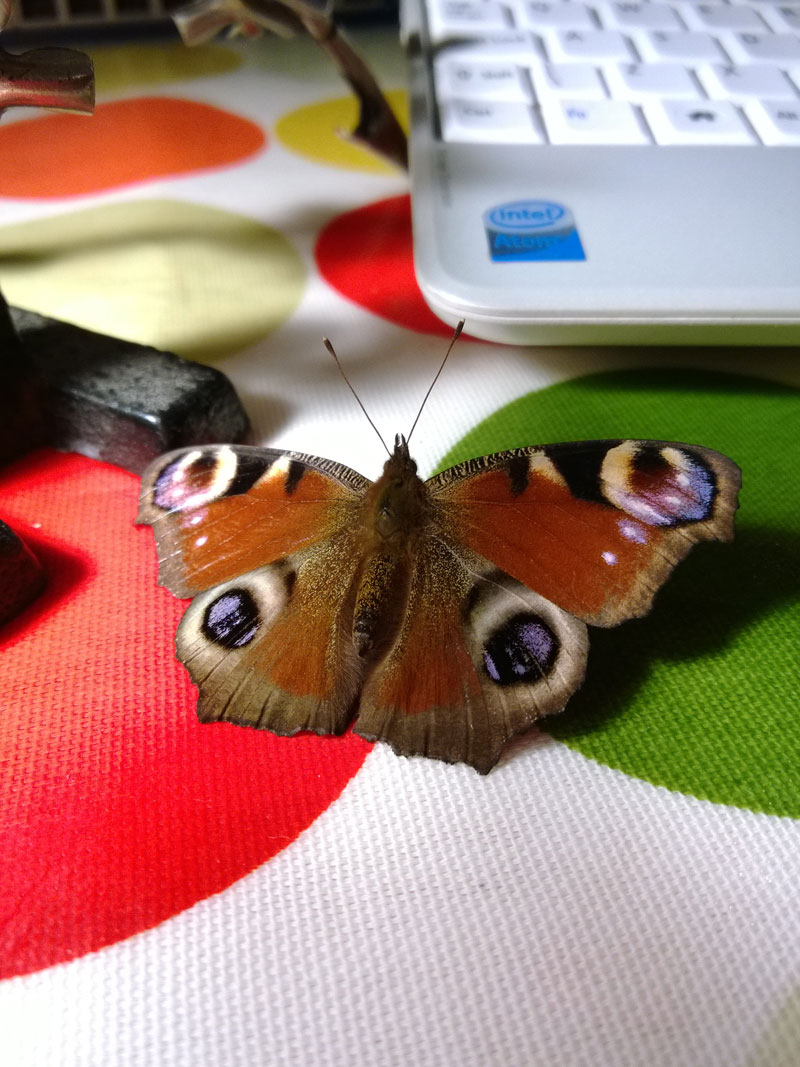 14-butterfly