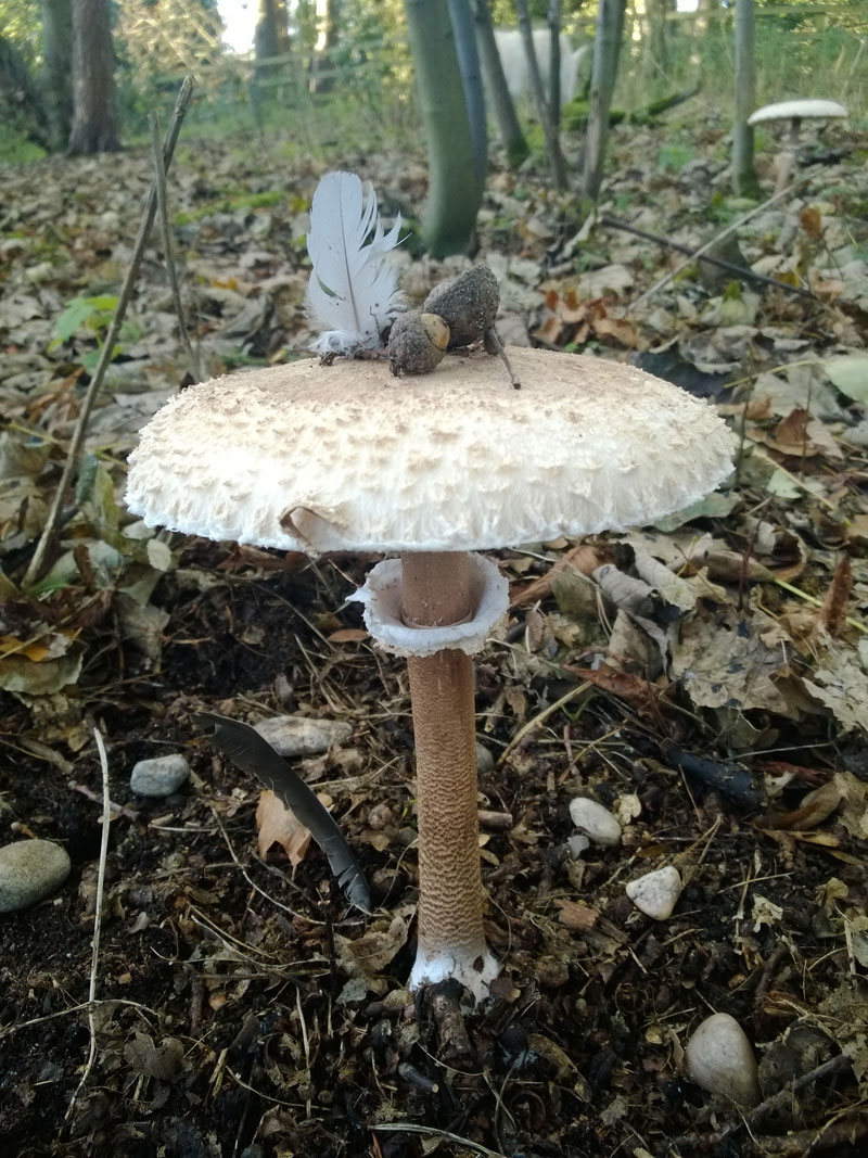 Someone had decorated a fungi in the woods. How sweet!