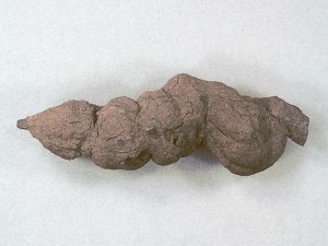 coprolite